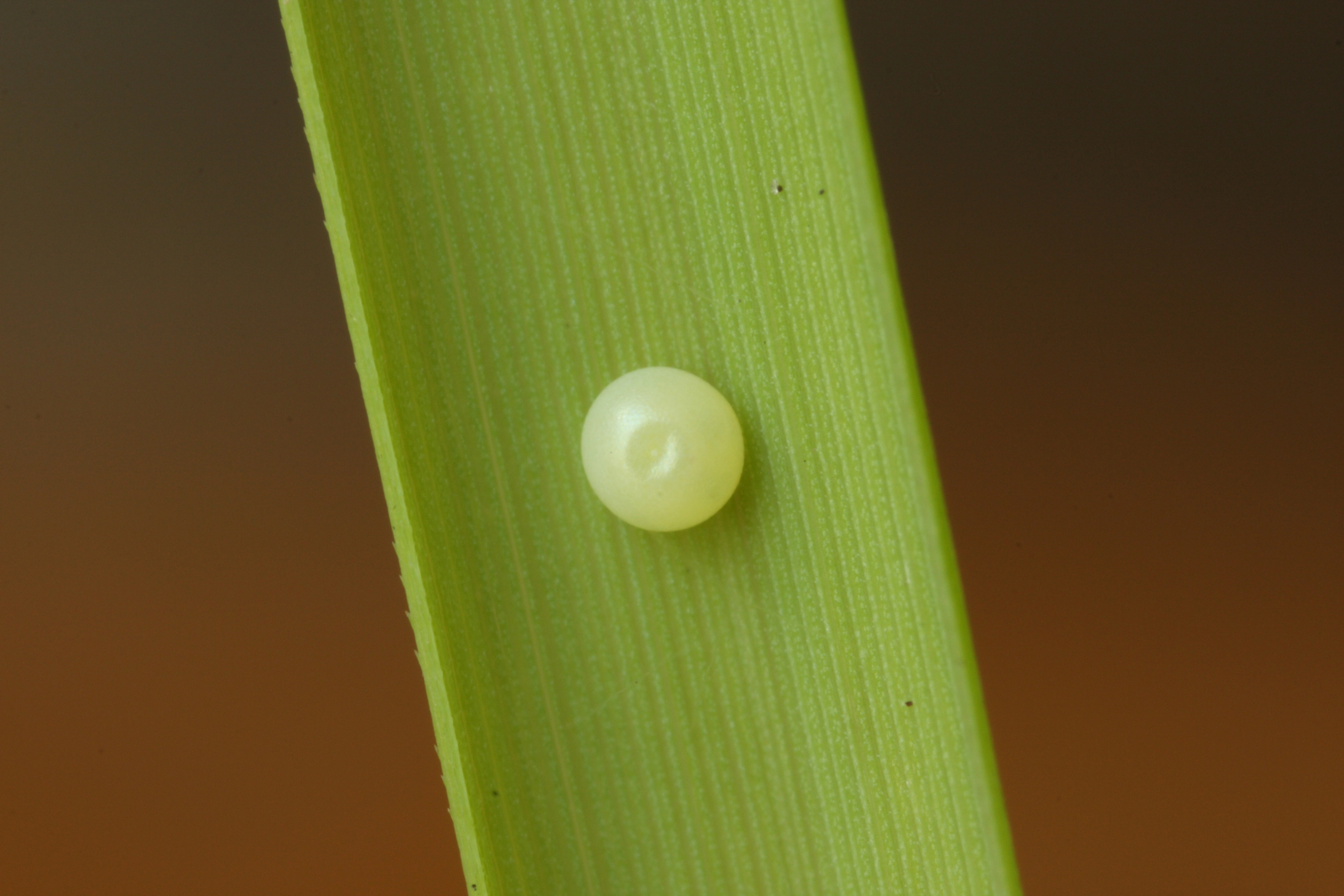 2010 07 18 Ochlodes sylvanus 002.JPG